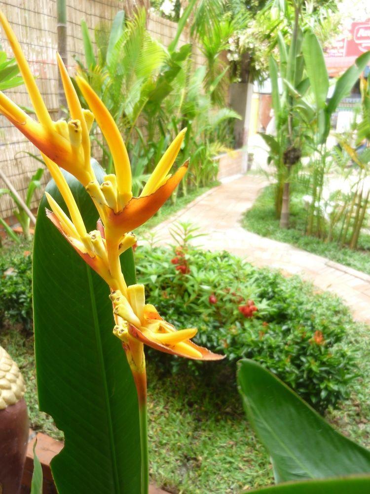 Angkor Reas Guesthouse Siem Reap Ngoại thất bức ảnh